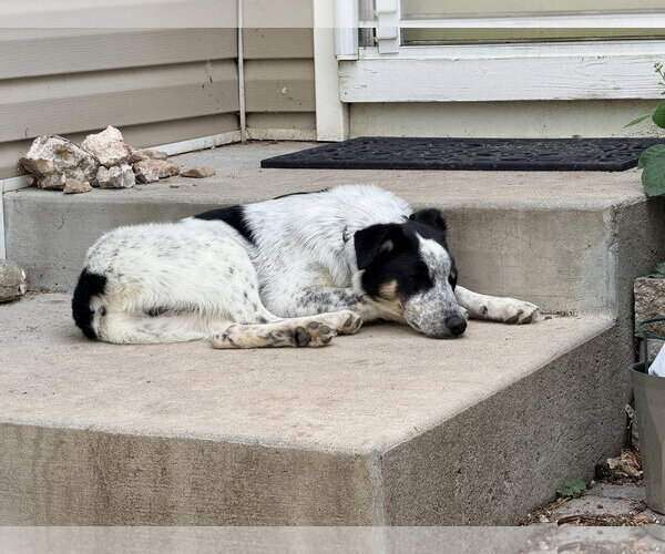 Medium Photo #6 Border Collie-Unknown Mix Puppy For Sale in Sandy, UT, USA