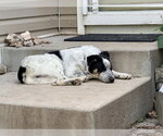 Small #5 Border Collie Mix