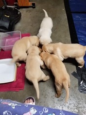 Labrador Retriever Puppy for sale in GODFREY, IL, USA