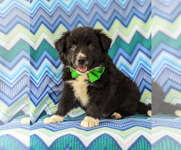 Medium Photo #5 Border Collie Puppy For Sale in KIRKWOOD, PA, USA