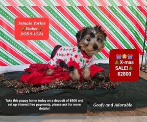 Yorkshire Terrier Puppy for sale in TUCSON, AZ, USA