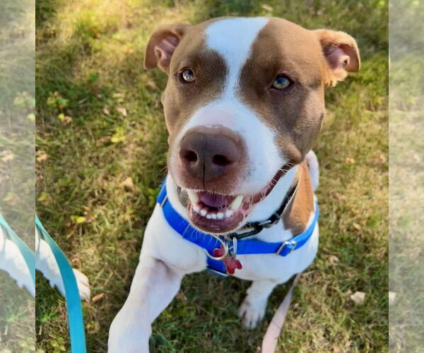 Medium Photo #18 American Pit Bull Terrier-Unknown Mix Puppy For Sale in Fargo, ND, USA