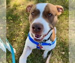 Small #17 American Pit Bull Terrier Mix