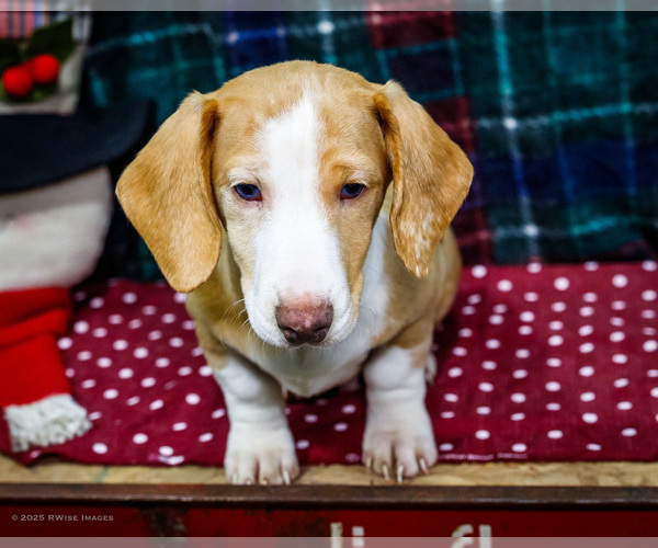 Medium Photo #1 Dachshund Puppy For Sale in WAKARUSA, IN, USA