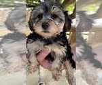 Small Photo #4 Yorkshire Terrier Puppy For Sale in GEORGETOWN, TX, USA
