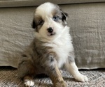 Small Photo #5 Australian Shepherd Puppy For Sale in GILBERT, AZ, USA