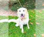 Small #8 Great Pyrenees