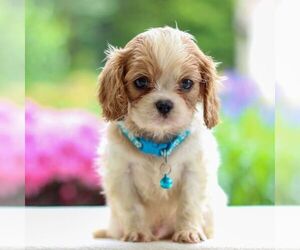 Cavalier King Charles Spaniel Puppy for sale in ANNVILLE, PA, USA