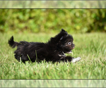 Small #2 Shih Tzu