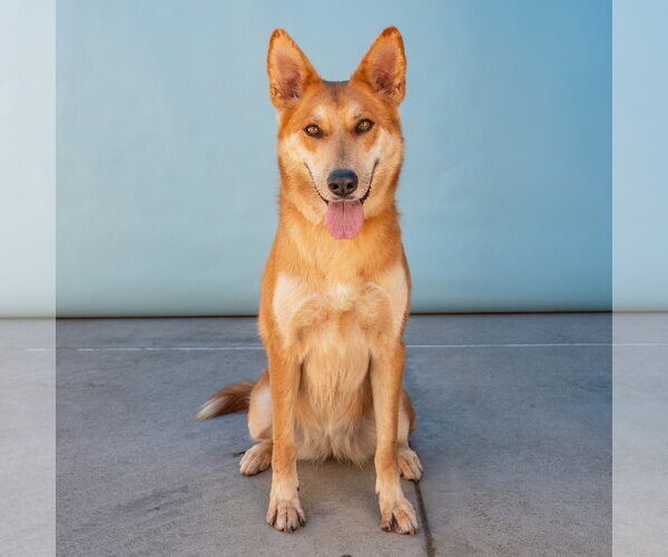 Medium Photo #2 Carolina Dog-German Shepherd Dog Mix Puppy For Sale in Pasadena, CA, USA