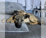 Small #8 Shepradors
