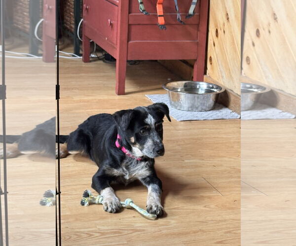 Medium Photo #2 Mutt Puppy For Sale in Garden City, NY, USA