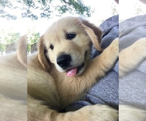 Golden Retriever Puppy for sale in ARCHBALD, PA, USA
