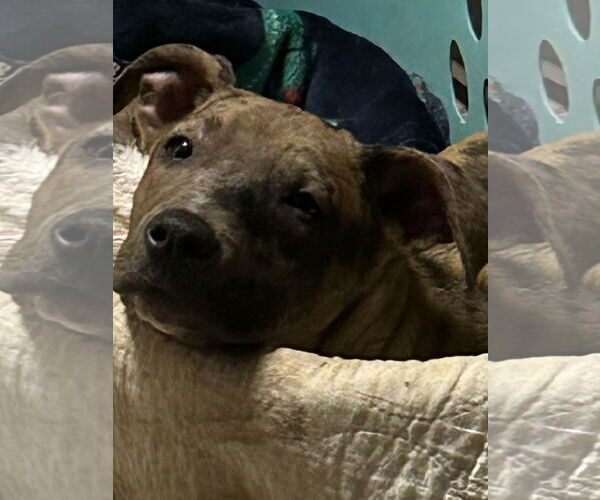 Medium Photo #3 Catahoula Leopard Dog-Unknown Mix Puppy For Sale in Okolona, MS, USA