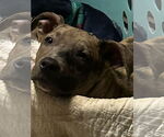 Small #2 Catahoula Leopard Dog Mix