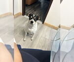 Small #1 Lab-Pointer
