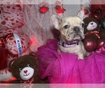 Small #2 French Bulldog