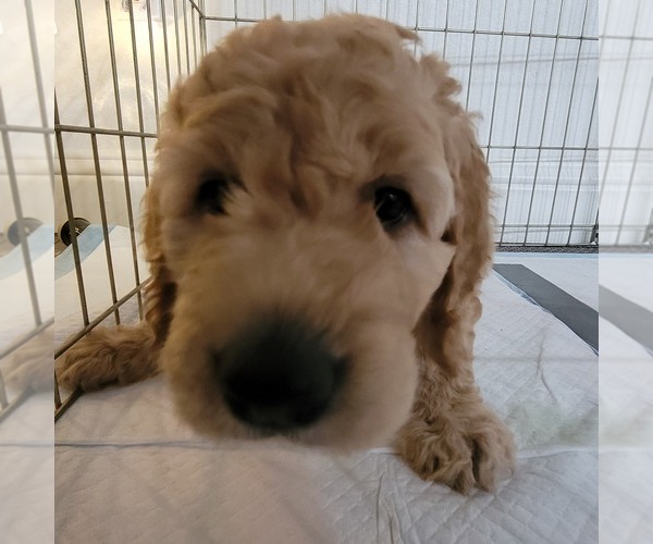 Medium Photo #4 Goldendoodle Puppy For Sale in WEST, TX, USA