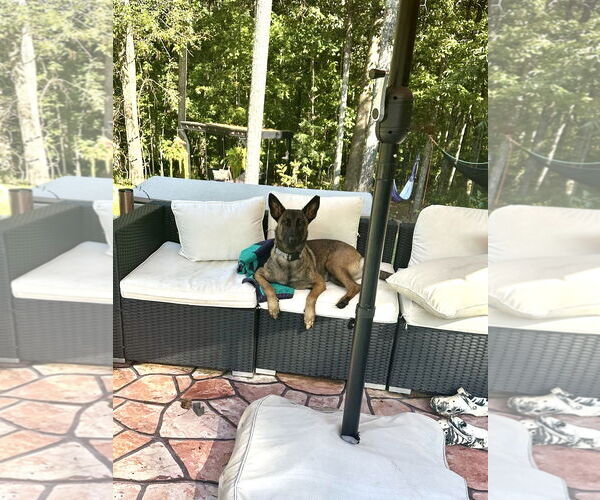 Medium Photo #5 Mutt Puppy For Sale in Stevens Point, WI, USA