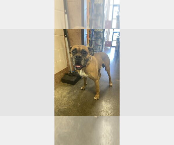 Medium Photo #3 Boxer Puppy For Sale in Austin, TX, USA