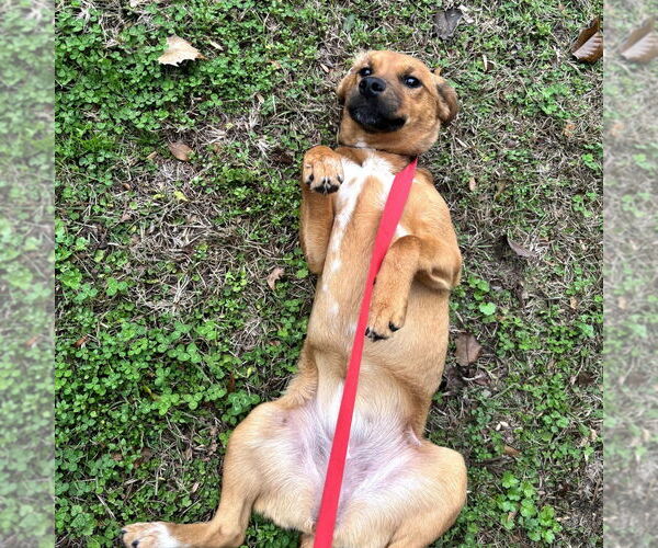 Medium Photo #2 Mutt Puppy For Sale in Yardley, PA, USA