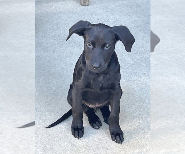 Medium Photo #4 Mutt Puppy For Sale in Mooresville, NC, USA