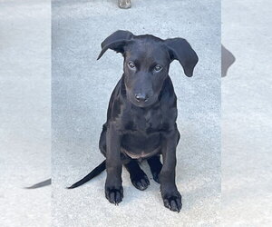 Olive - Female Mutt Dog for Adoption - Photo #4