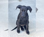 Small Photo #4 Mutt Puppy For Sale in Mooresville, NC, USA