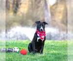 Small #3 Labrador Retriever Mix