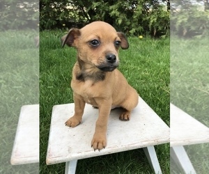Chihuahua Puppy for sale in GOSHEN, IN, USA