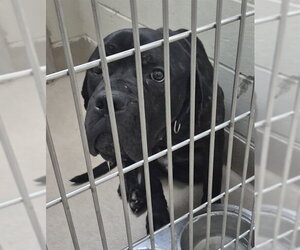 Mastiff-Unknown Mix Dogs for adoption in Decatur, IL, USA