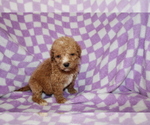 Small Photo #5 Poodle (Standard) Puppy For Sale in BLOOMINGTON, IN, USA