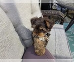 Small #8 Yorkshire Terrier