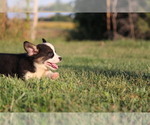 Small #6 Pembroke Welsh Corgi