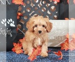 Image preview for Ad Listing. Nickname: Tank Tiny Pup