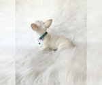 Small #7 Chihuahua