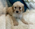 Small Photo #52 Goldendoodle (Miniature) Puppy For Sale in PENSACOLA, FL, USA