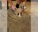 Small Photo #1 American Pit Bull Terrier Puppy For Sale in POWDER SPGS, GA, USA