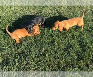 Dachshund Puppy for sale in TEMPE, AZ, USA
