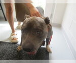 A389956 - Male Staffordshire Bull Terrier Dog for Adoption - Small photo