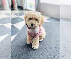 Mother of the Cavapoo (Miniature) puppies born on 02/04/2026