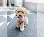 Small Photo #1 Cavapoo (Miniature) Puppy For Sale in MEDFORD, OR, USA