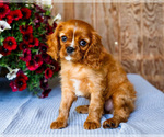 Puppy 3 Cavalier King Charles Spaniel