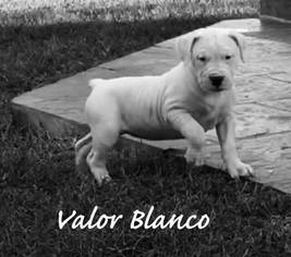 Dogo Argentino Puppy for sale in OWINGS, MD, USA