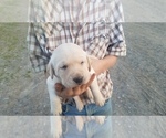 Small Photo #6 Labrador Retriever Puppy For Sale in CATO, NY, USA