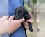 Puppy PURPLE Great Dane