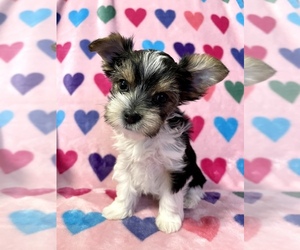 Yorkshire Terrier Puppy for sale in AVONDALE-GOODYEAR, AZ, USA