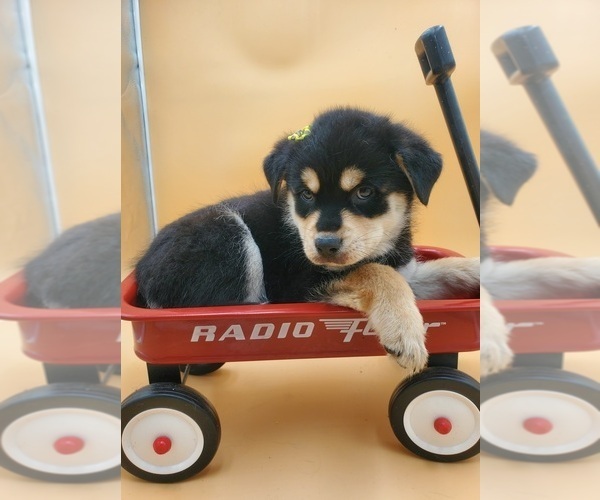 Medium Photo #4 Pomsky Puppy For Sale in GOSHEN, IN, USA