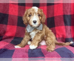 Cavapoo Puppy for sale in LAKELAND, FL, USA