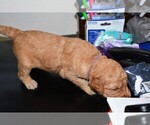Small Photo #27 Golden Retriever Puppy For Sale in POULSBO, WA, USA